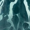 image:imageSignature Design by Ashley Cartshaw Contemporary Abstract Watertight Glass 663 Vase GreenLight Green